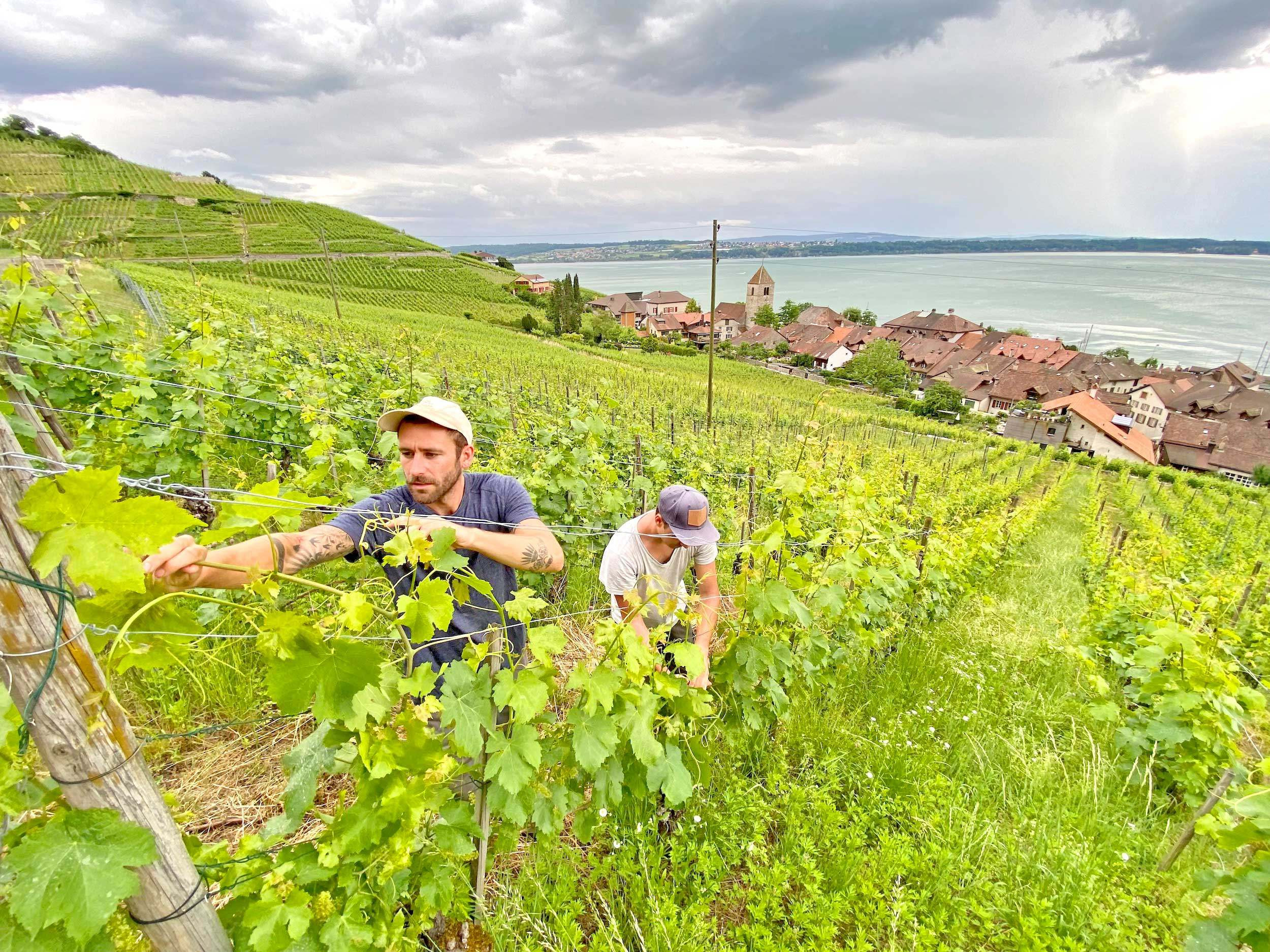Luzerner Winzer sorgen fuer Begeisterung Bonnetdu Fou