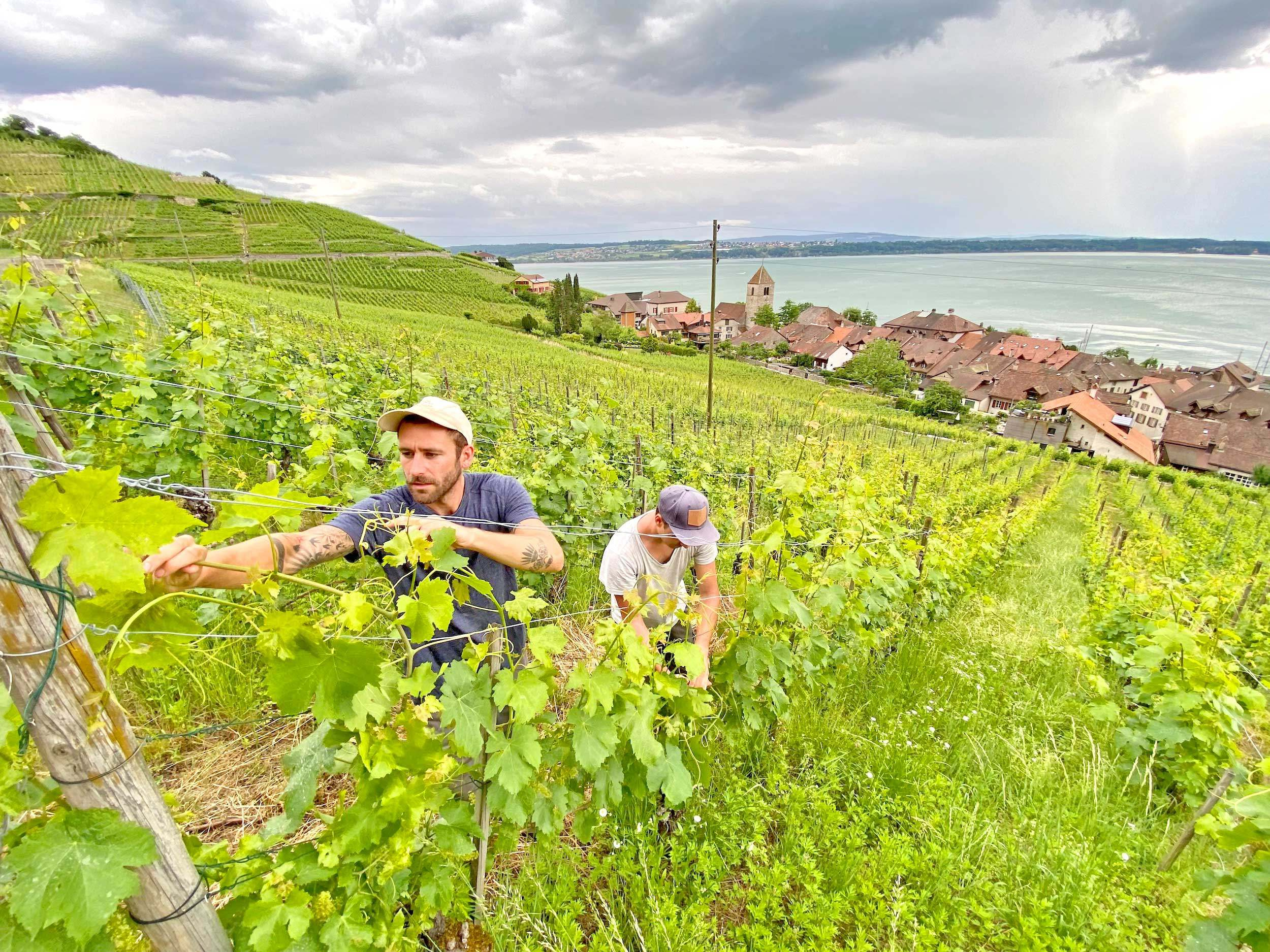 Luzerner Winzer sorgen fuer Begeisterung Bonnetdu Fou